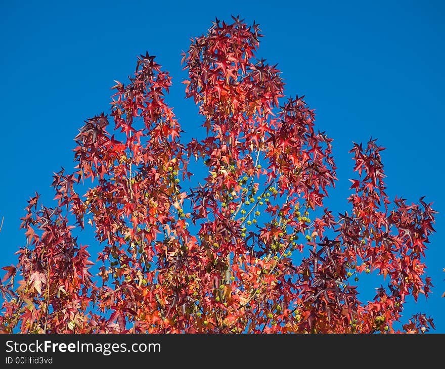 Top of the tree against blue sky background. Top of the tree against blue sky background