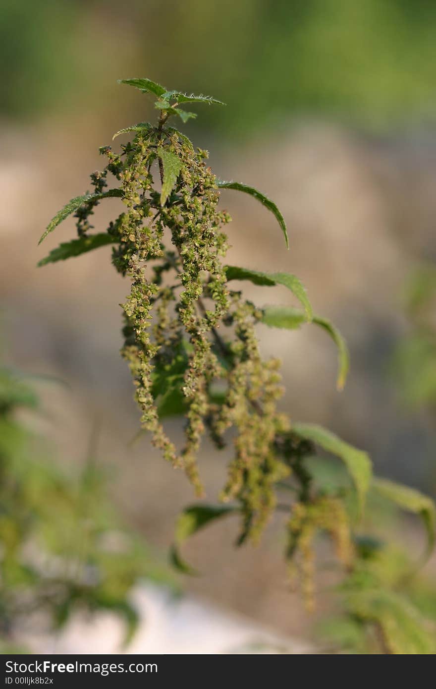 Macro image of a stinging nettle. Macro image of a stinging nettle