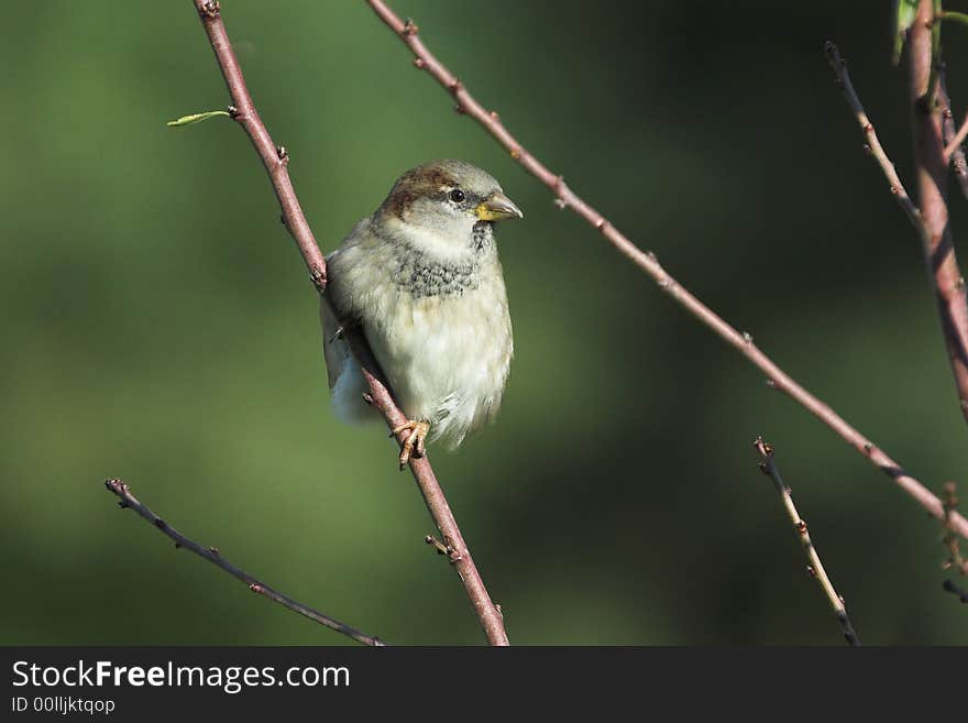 The photo of sparrow in wildlife