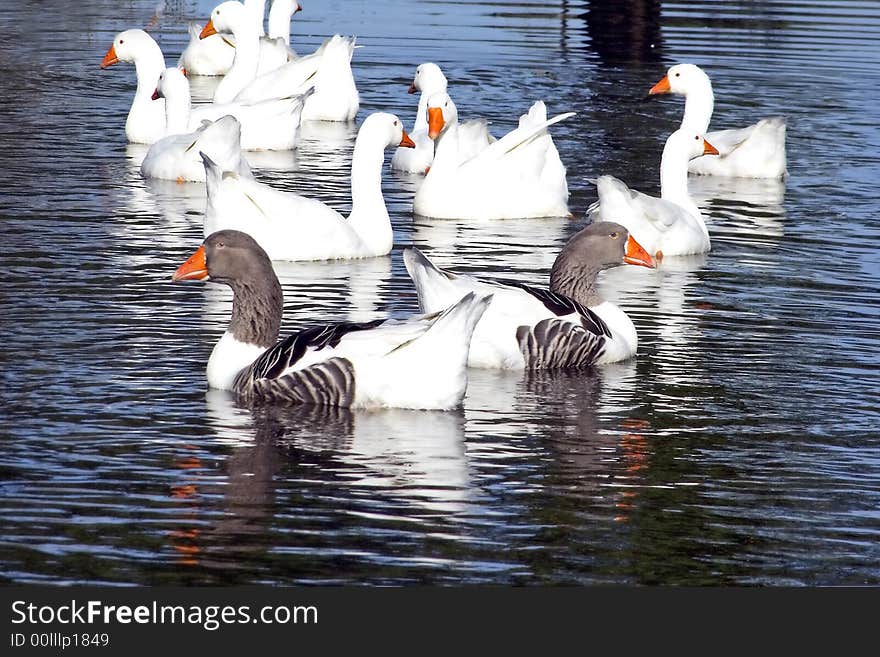 Wild gooses swimming in a pond. Wild gooses swimming in a pond