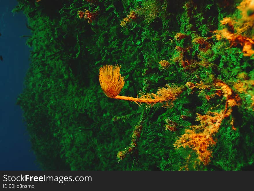 Underwater Tubeworm