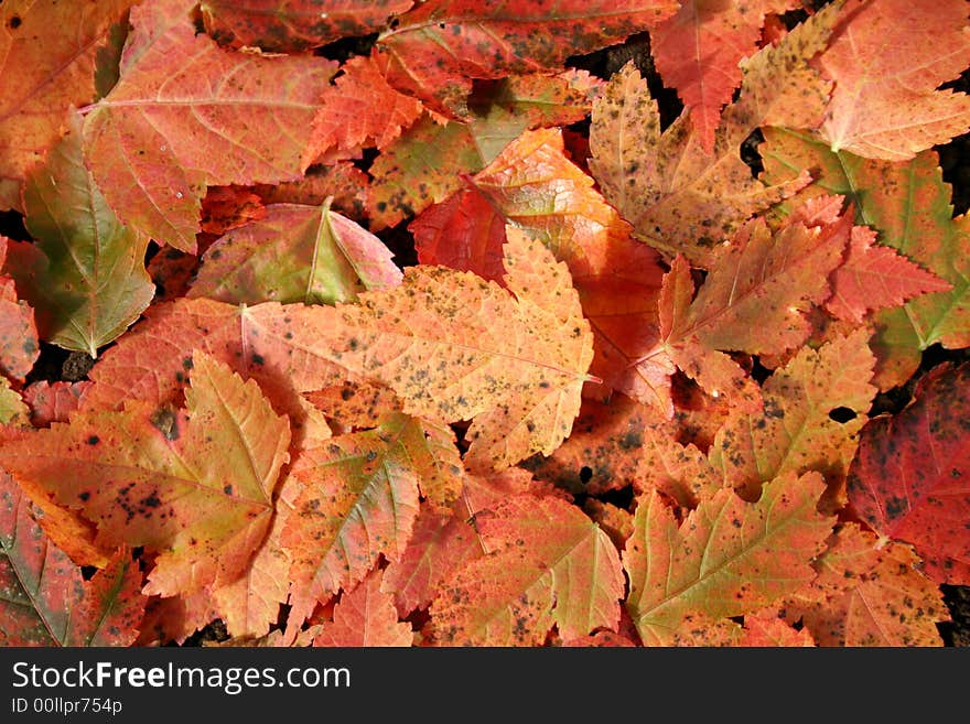 Autumnal background with red leaves