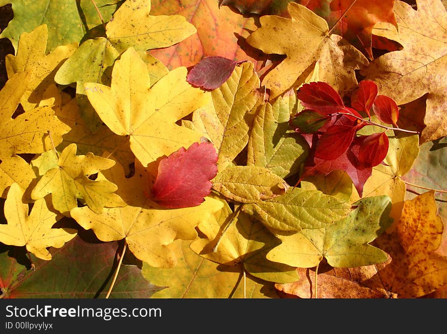 Colorful Leaves