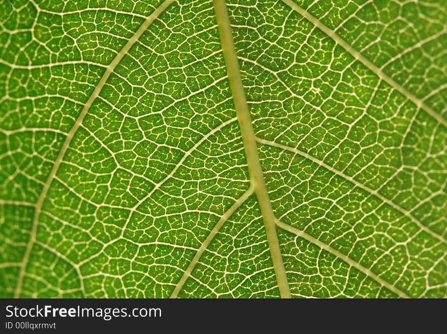 Texture, background of leaf