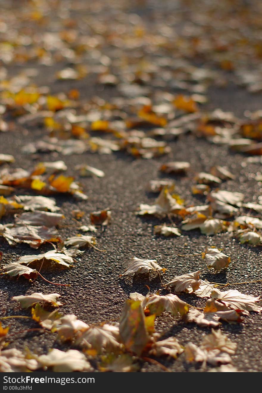 Autumn leafs fallen on asphalt, vertical, blurry.