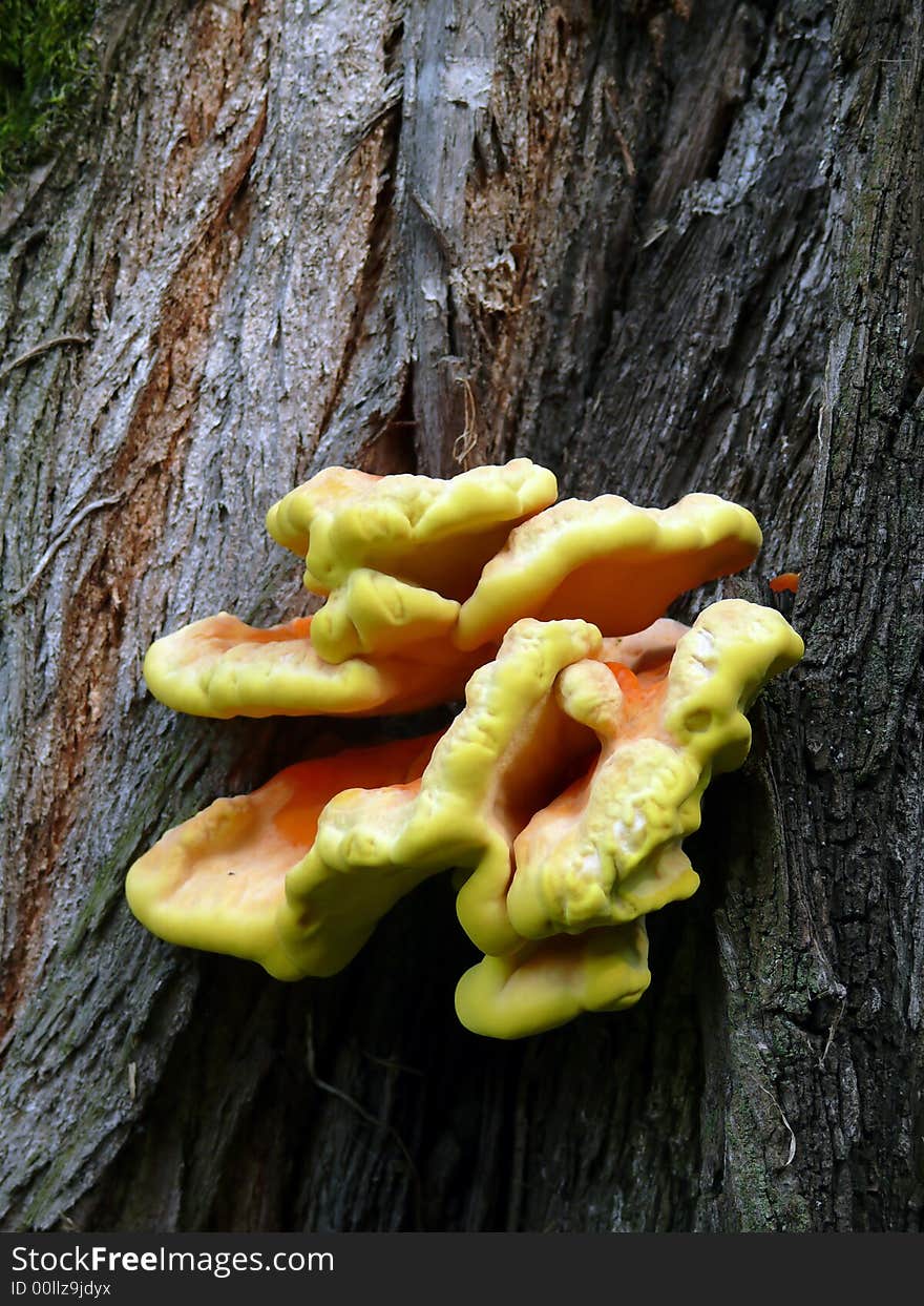 Mushrooms grown on tree trunk. Mushrooms grown on tree trunk.