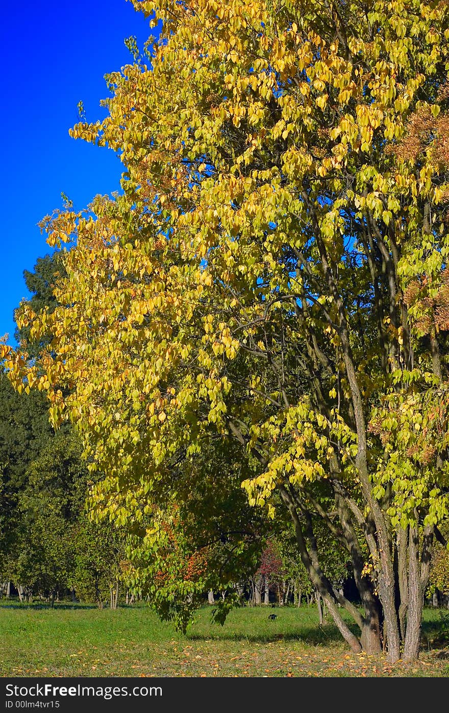 Big tree with yellow leaves in autumn park