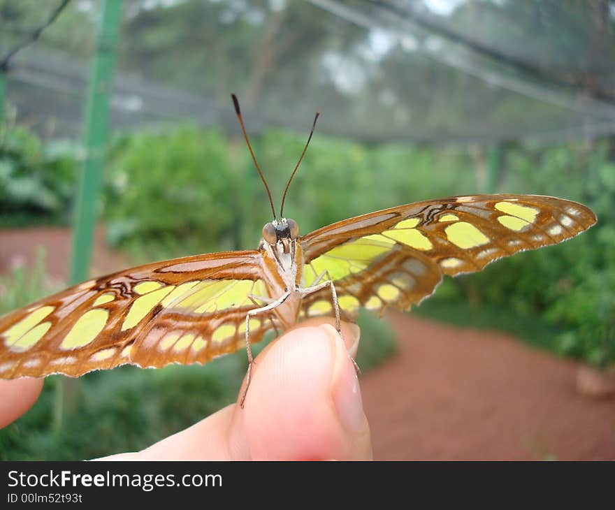 A close up to a Butterfly in a fingertip.