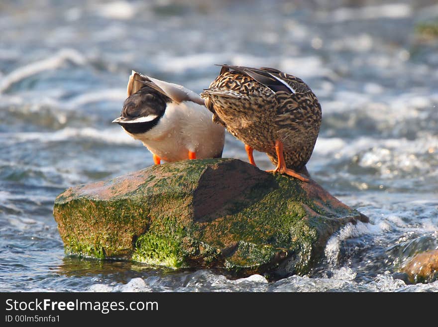 A pair of mallard ducks takes a drink while standing on a rock together. A pair of mallard ducks takes a drink while standing on a rock together.