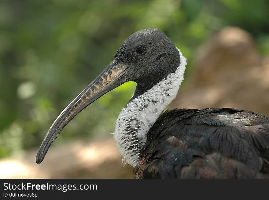 Straw-necked Ibis