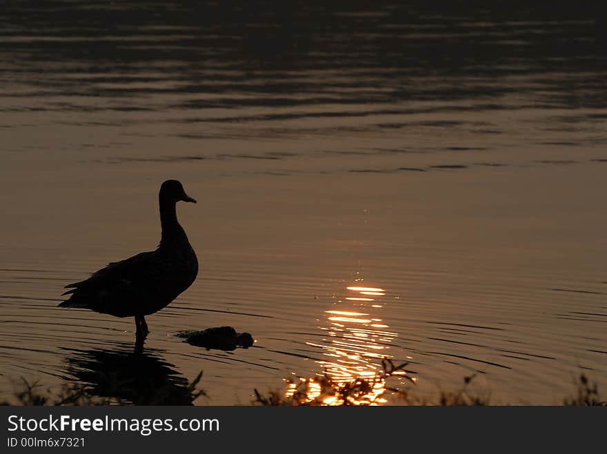 A silhouette of a duck during a golden sunrise. A silhouette of a duck during a golden sunrise.