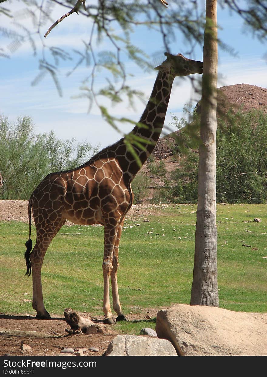 Giraffe with tree in foreground and mountain background. Giraffe with tree in foreground and mountain background