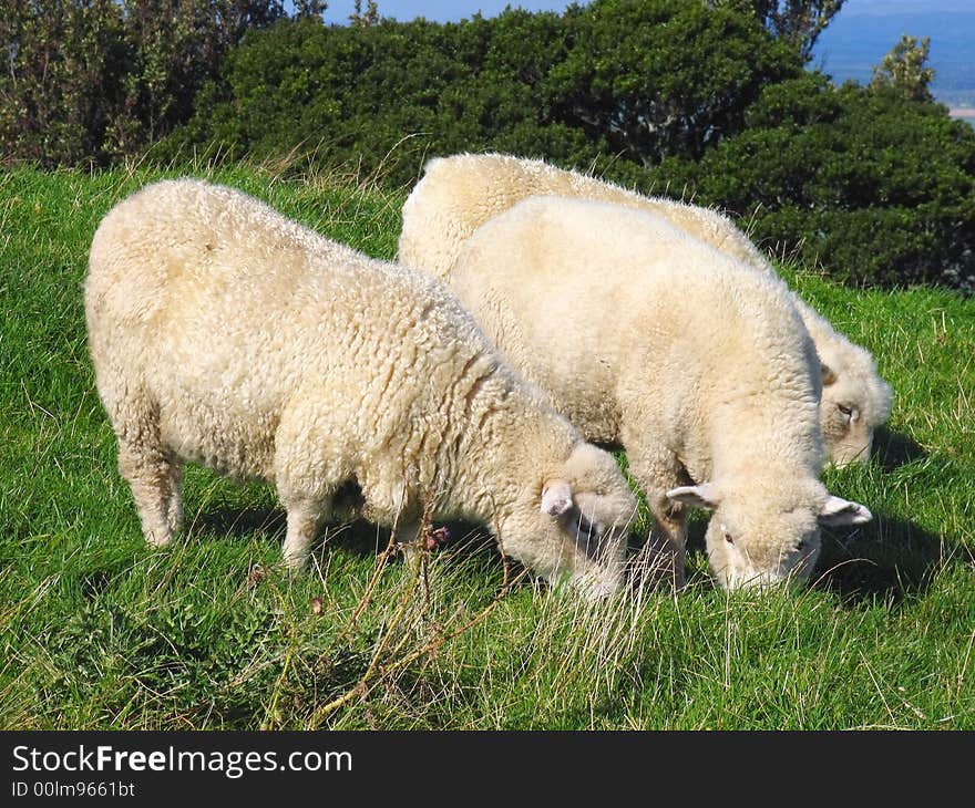 Sheep And Glassland In The New Zealand