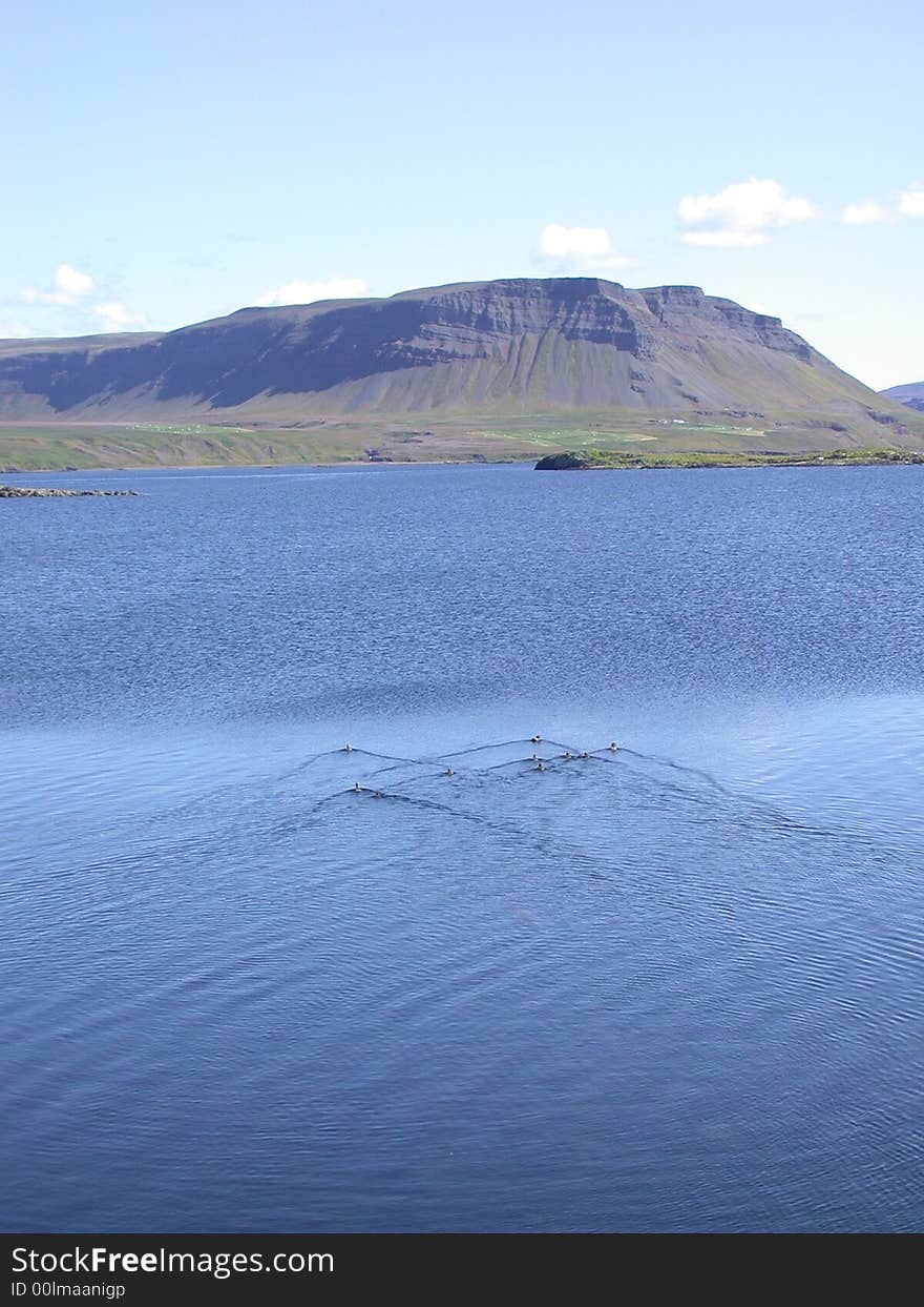 Ducks In The Fjords