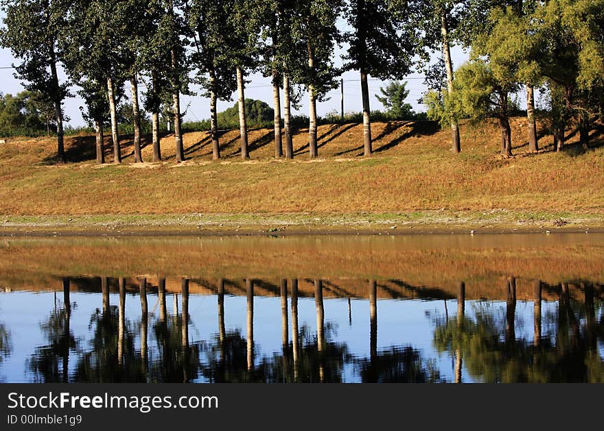 Trees line by the river. balance reflection. Trees line by the river. balance reflection