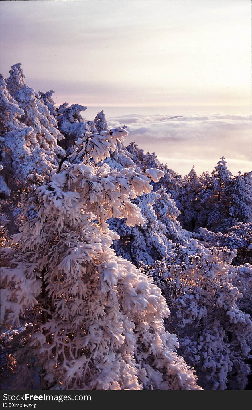 Pine tree with snow, cloud sea in background. Pine tree with snow, cloud sea in background