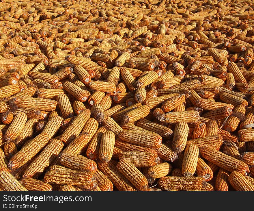 Sweet corns