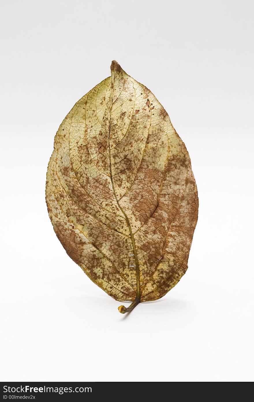 Old leaf