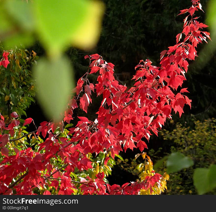 Branchof red autumn maple leaves with green leaves in foreground. Branchof red autumn maple leaves with green leaves in foreground