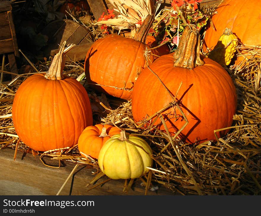 Photo of a pumpkins at a flower shop. Photo of a pumpkins at a flower shop.