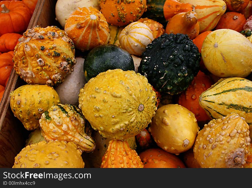 Colorful gourds in a pile. Colorful gourds in a pile