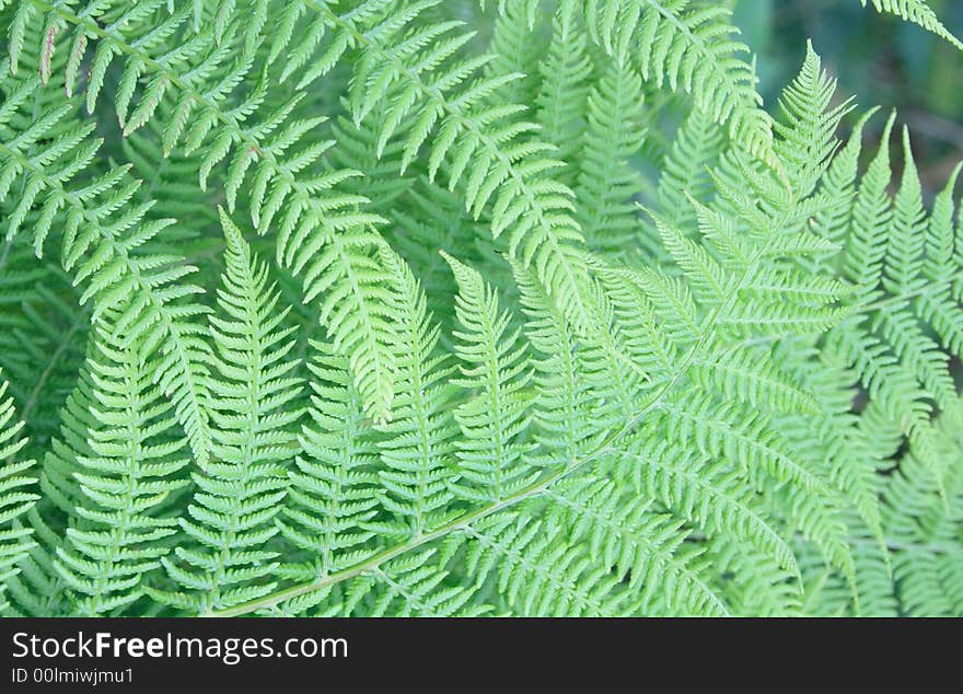 Natural leaf background from the near forest. Natural leaf background from the near forest