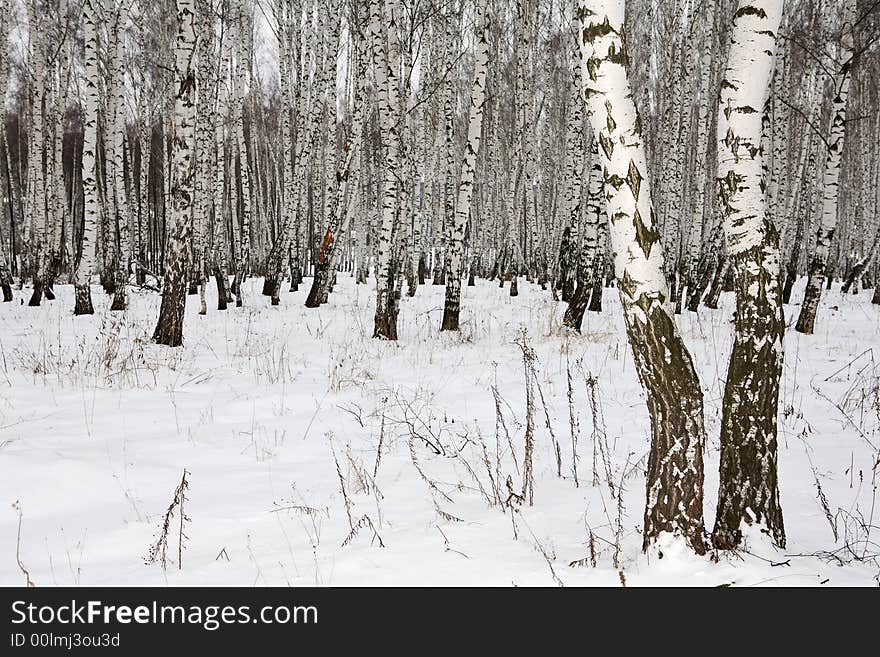 Birch wood in winter Russia: two old trees on the foreground