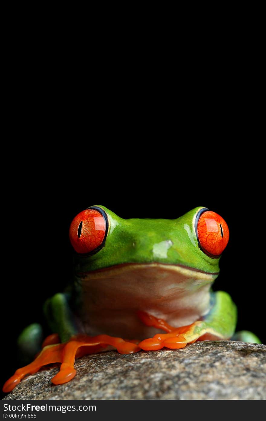 Frog on a rock, closeup of a red-eyed tree frog (Agalychnis callidryas) sitting on a rock, isolated on black. Frog on a rock, closeup of a red-eyed tree frog (Agalychnis callidryas) sitting on a rock, isolated on black