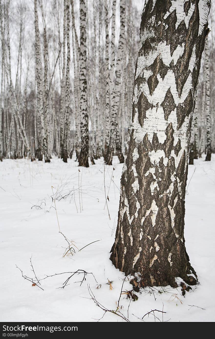 Birch wood in winter Russia