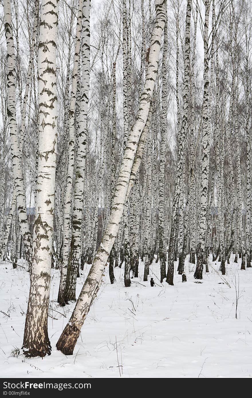 Birch wood in winter Russia