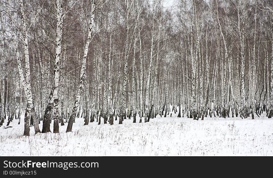 Birch wood in winter Russia