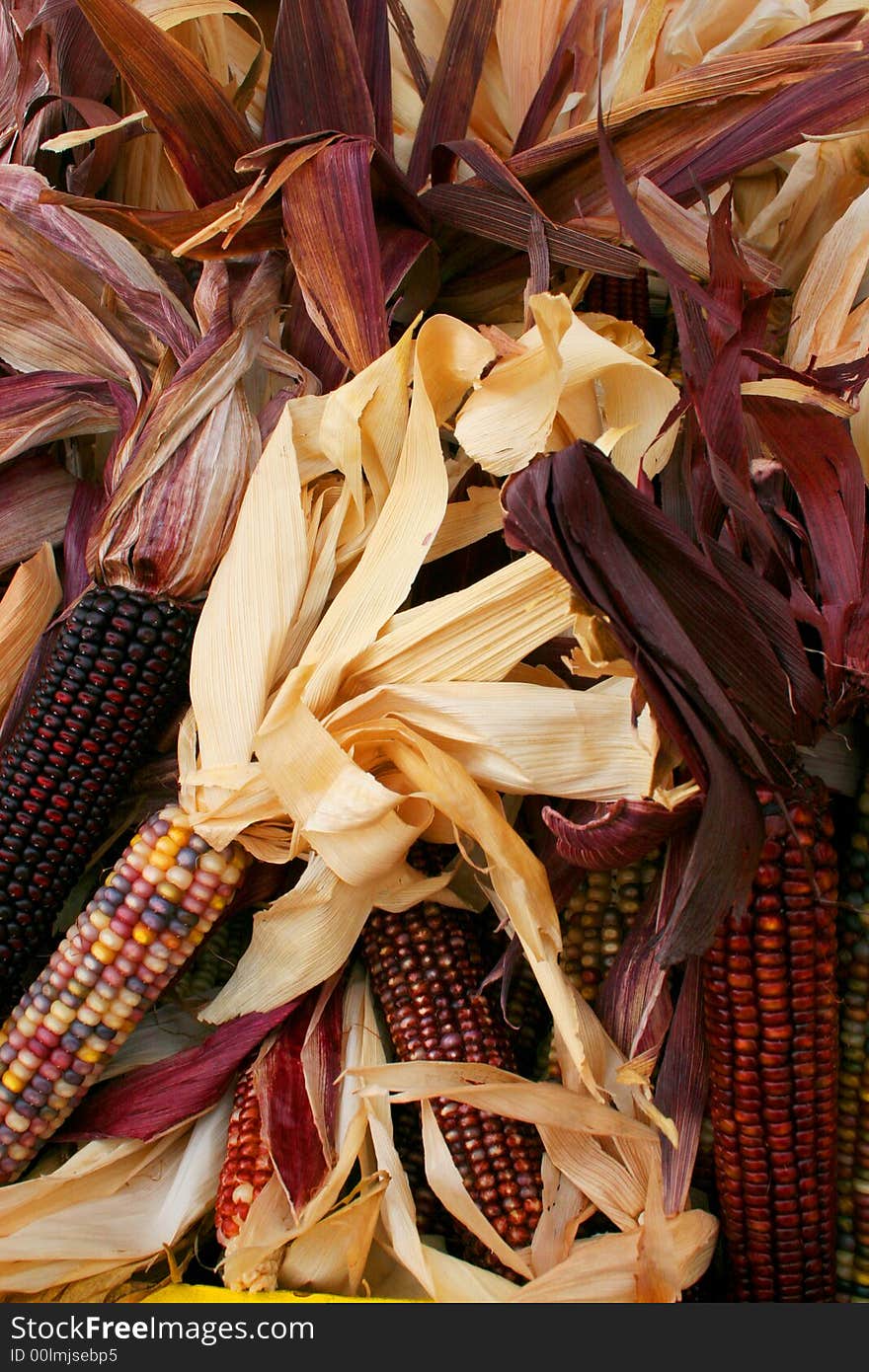 Close up of multi-colored Indian corn with husks shown in a pile. Close up of multi-colored Indian corn with husks shown in a pile.