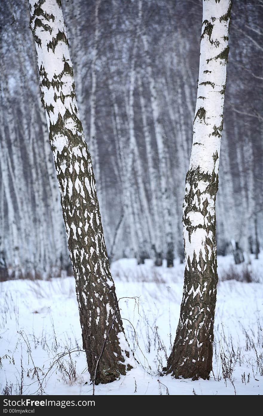 Birch wood in winter Russia - black & white