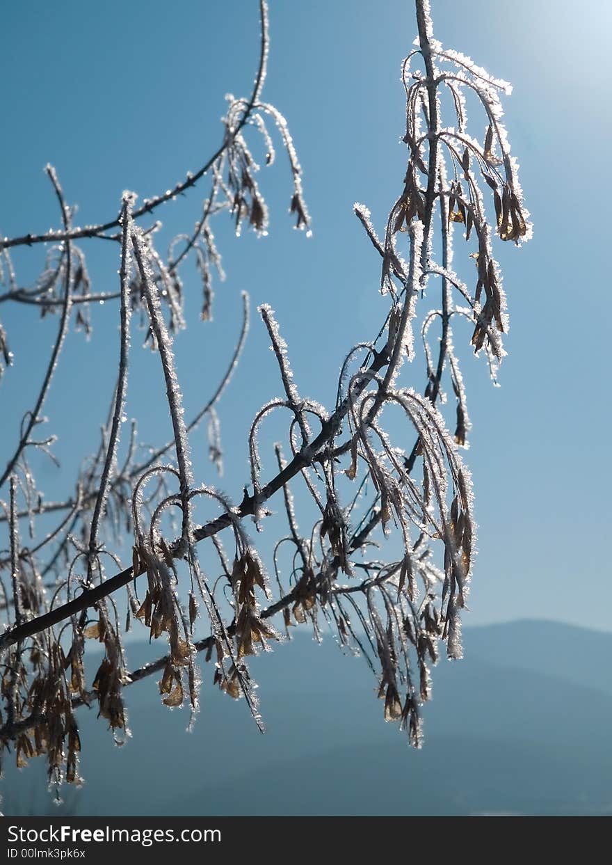 Frozen snow branches with catkin against blue sky.
Winter season specific forest natural background. Frozen snow branches with catkin against blue sky.
Winter season specific forest natural background.