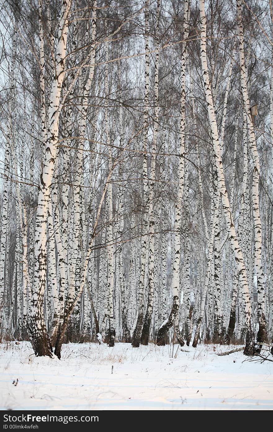 Birch wood in winter Russia - black & white