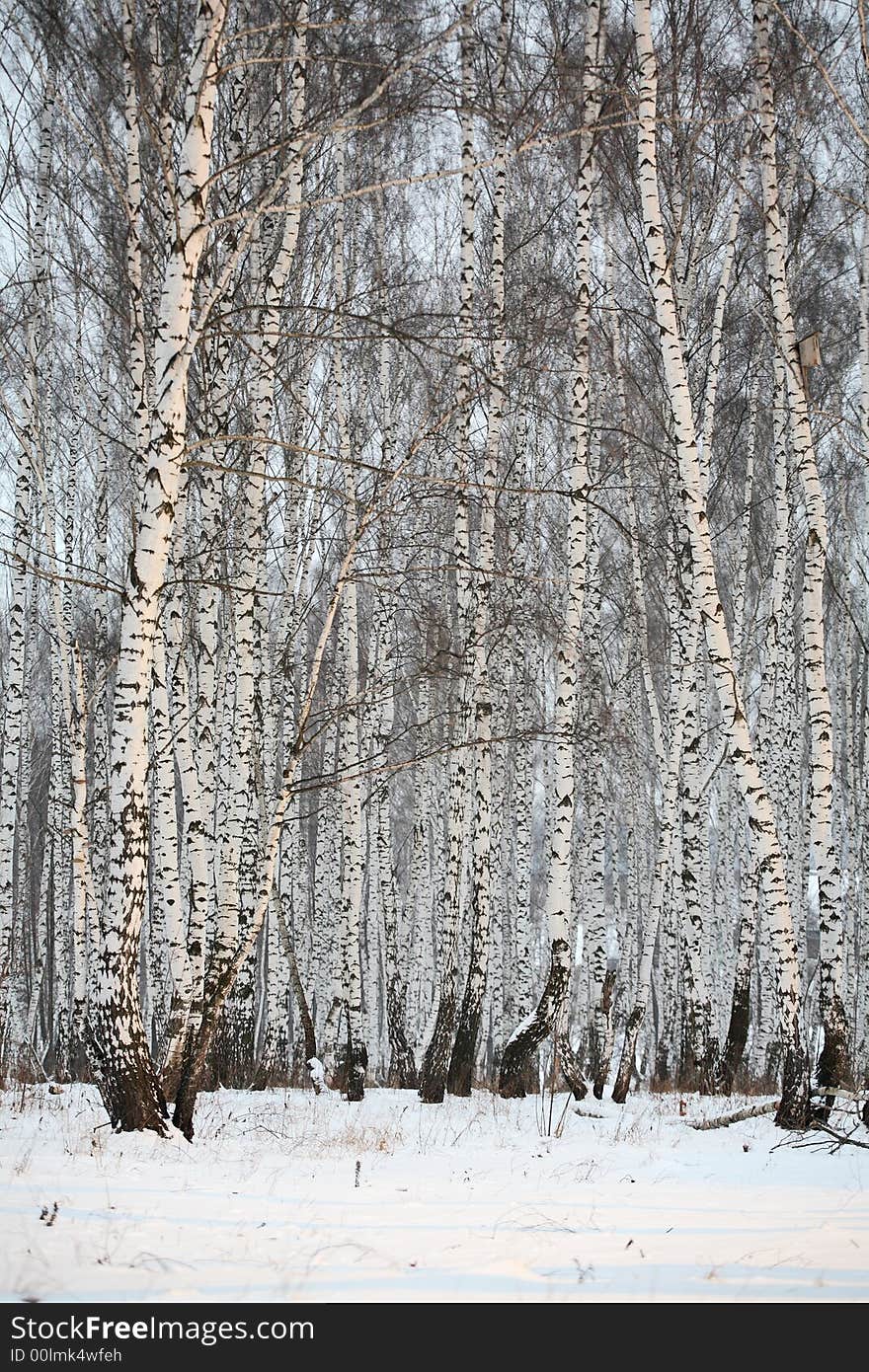 Birch wood in winter Russia