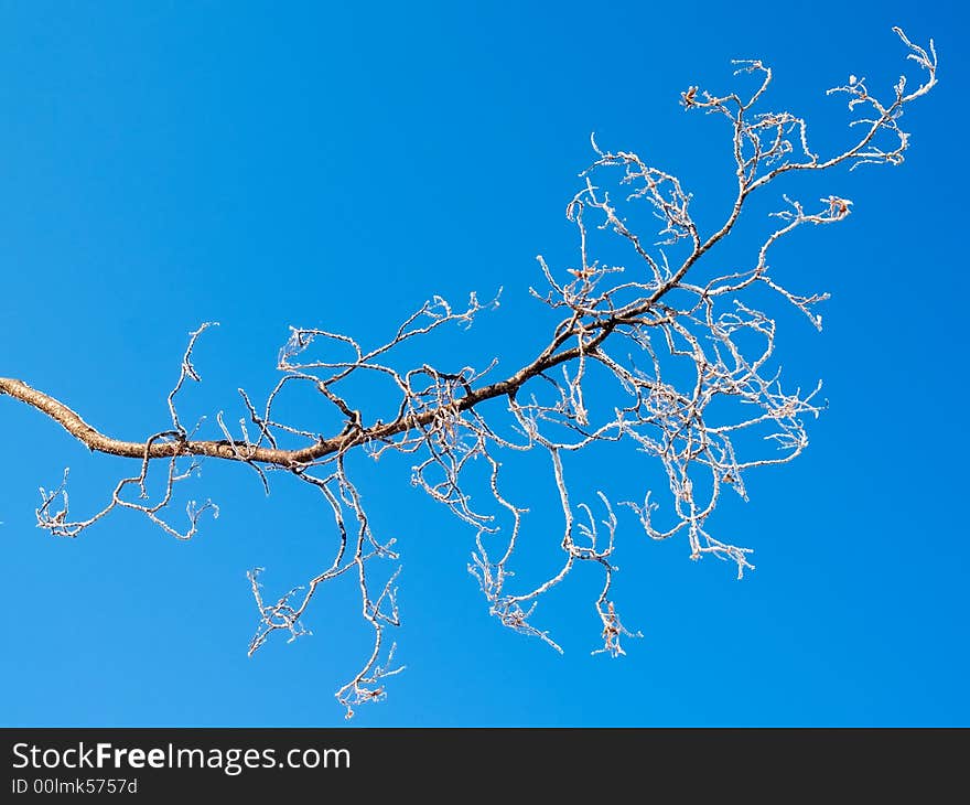 Frozen Tree Branch Against Sky