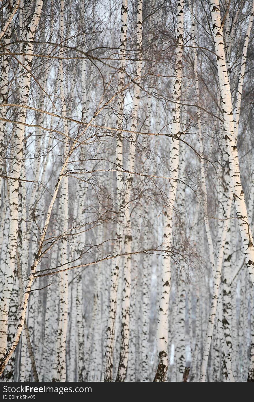 Birch wood in winter Russia - black & white