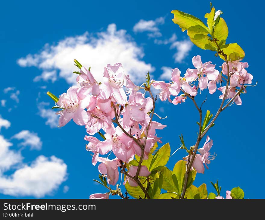 blooming rose flowers at sky