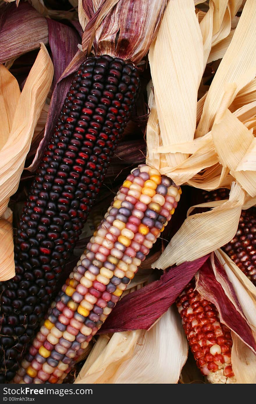 Close up of multi-colored Indian corn with husks shown in a pile. Close up of multi-colored Indian corn with husks shown in a pile.