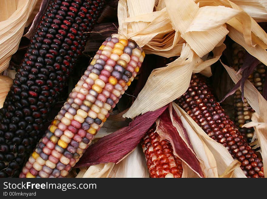 Close up of multi-colored Indian corn with husks shown in a pile. Close up of multi-colored Indian corn with husks shown in a pile.