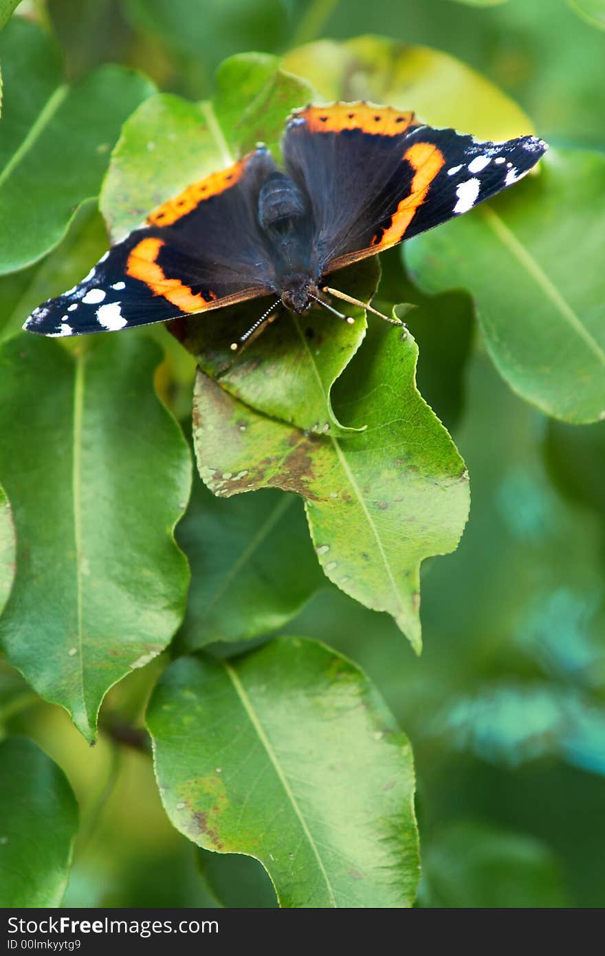 Butterfly sitting amongst green leaves