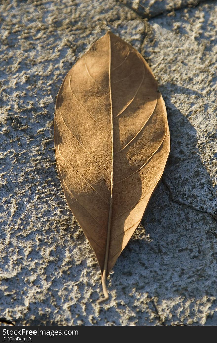 Close up photo of dry leaf on dry ground as symbol of a dry season