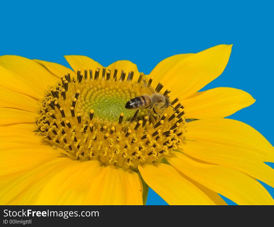 Bee On The Sunflower