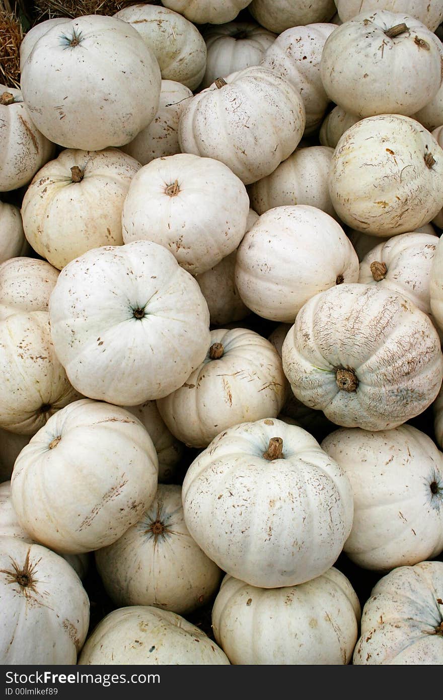 White Pumpkins 5749