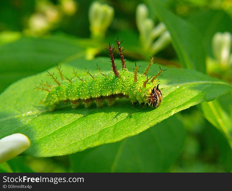 A close-up of the Amazing green caterpillar with many briery outgrowthes on its body and horns on its head on a leaf by flower. Russian Far East, Primorye. A close-up of the Amazing green caterpillar with many briery outgrowthes on its body and horns on its head on a leaf by flower. Russian Far East, Primorye.