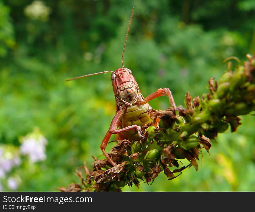 A close-up of a grasshopper with very big teeth on blade of grass. Russian Far East, Primorye. A close-up of a grasshopper with very big teeth on blade of grass. Russian Far East, Primorye.