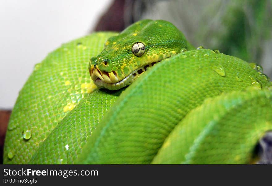 The Python from Moscow zoo