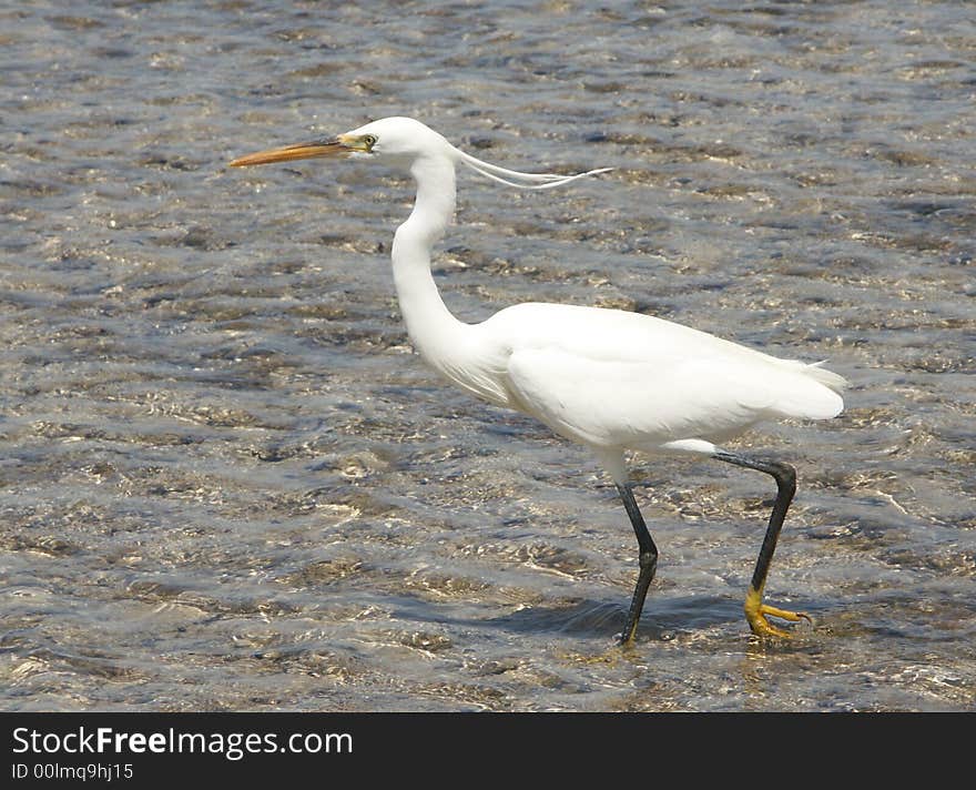 Egyptian egret in th Red sea