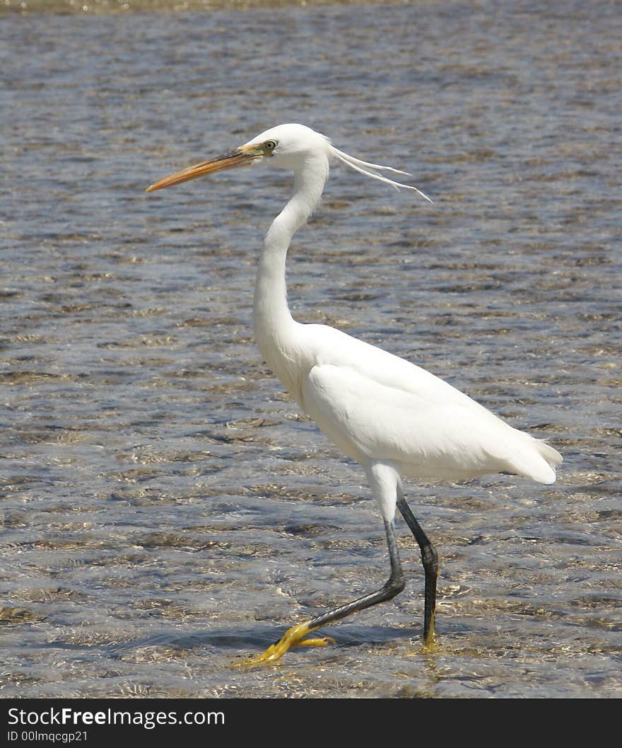 Egyptian egret in the Red sea